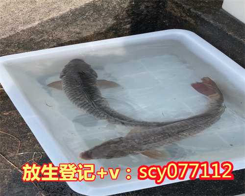 惠州黑鱼能放生吗,惠州放生鸽子的最佳地点,惠州孕妇放生对胎儿的好处