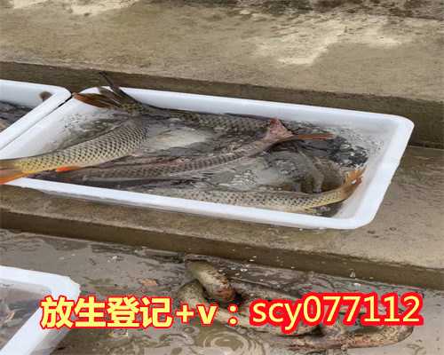 放生池41号庆阳，庆阳市区哪里可以放生河蚌【正月放生的功德和福报】