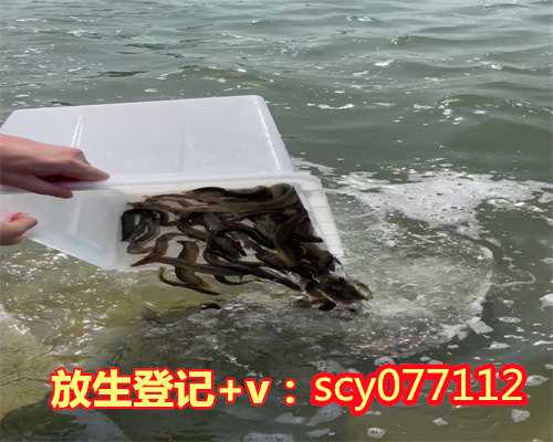 北京哪里放生鱼，北京数十人臭水中放生500斤活鱼鱼入水即死亡