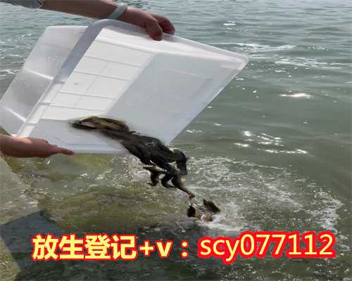 放生大鲤鱼相当于什么多少，青海湖裸鲤增殖放流暨观鱼放生节开幕